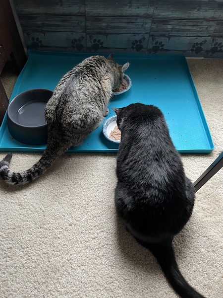 a brown tabby and a black cat eating next to each other