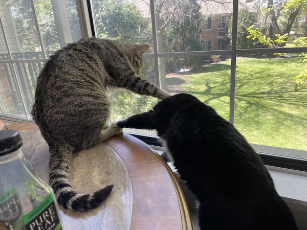 a brown tabby cat and a black cat pawing at each other