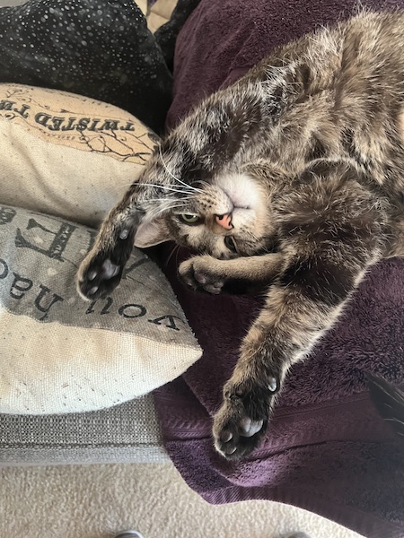 a brown tabby cat with three of its paws up by its head