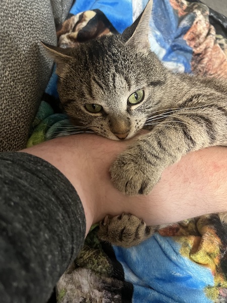 a brown tabby cat biting a person's arm