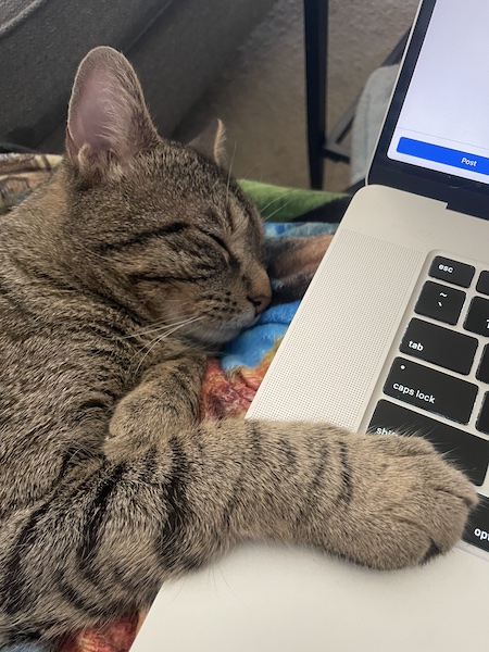 a brown tabby cat sleeping next to a laptop with its paw resting on the keyboard