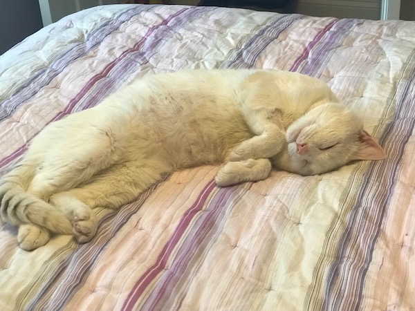 a happy white cat laying on its side on a light purple blanket