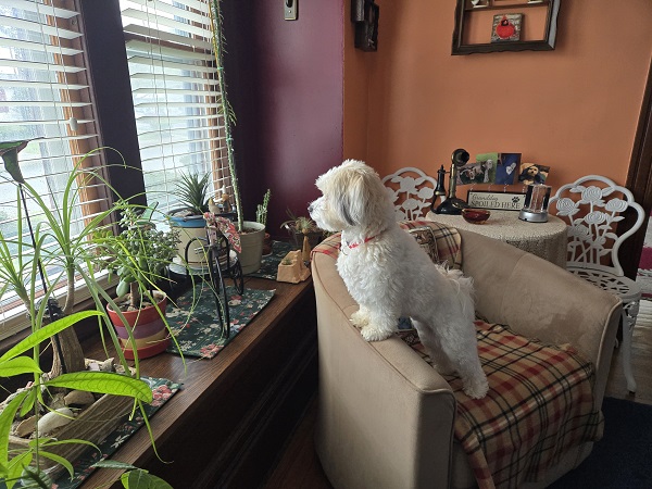 A white Havanese stands up on a chair, her front paws together on the arm, staring intently out of a plant-lined window.