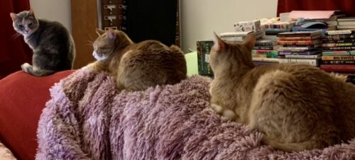 a calico and two orange cats lined up in a row on the back of a couch; photo by Liberty Hardy