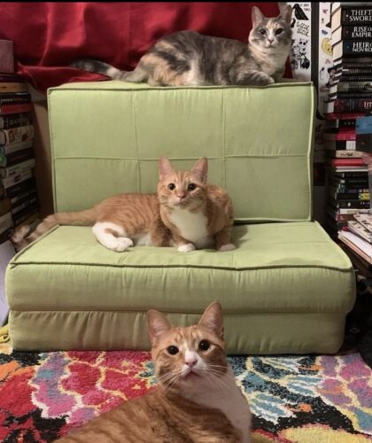 a callico cat and twp orange cats sitting on and in front of a green chair; photo by Liberty Hardy