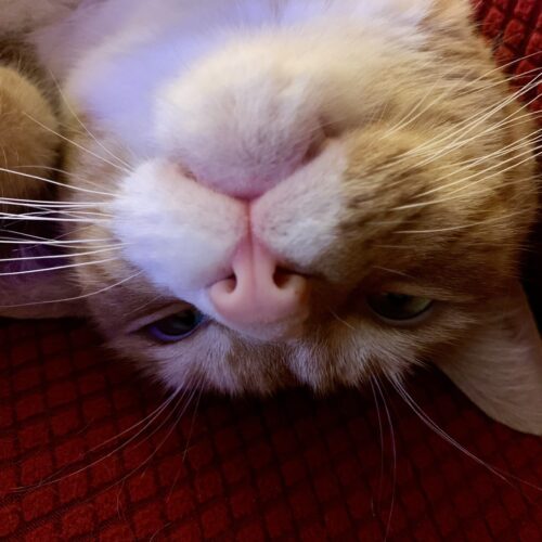 close up of orange cat's nose upside down; photo by Liberty Hardy