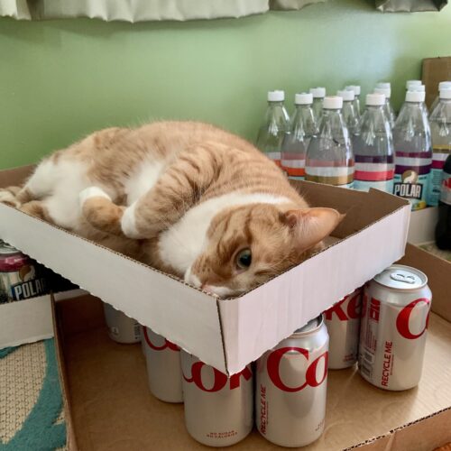 orange cat lying in a carboard flat on top of cases of soda; photo by Liberty Hardy