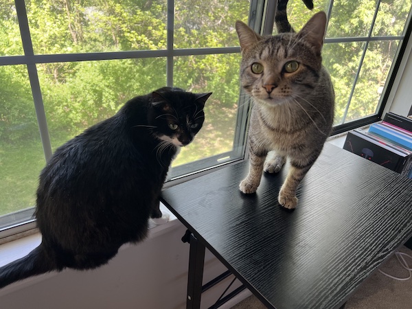 a black cat and a brown tabby cat sitting in front of a window