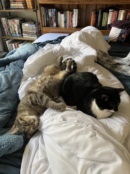 a brown tabby cat and a black and white cat snuggling on a bed