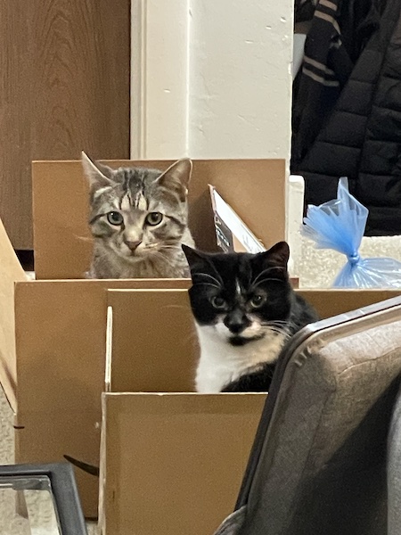 a brown tabby cat and a black and white cat sitting in separate cardboard boxes