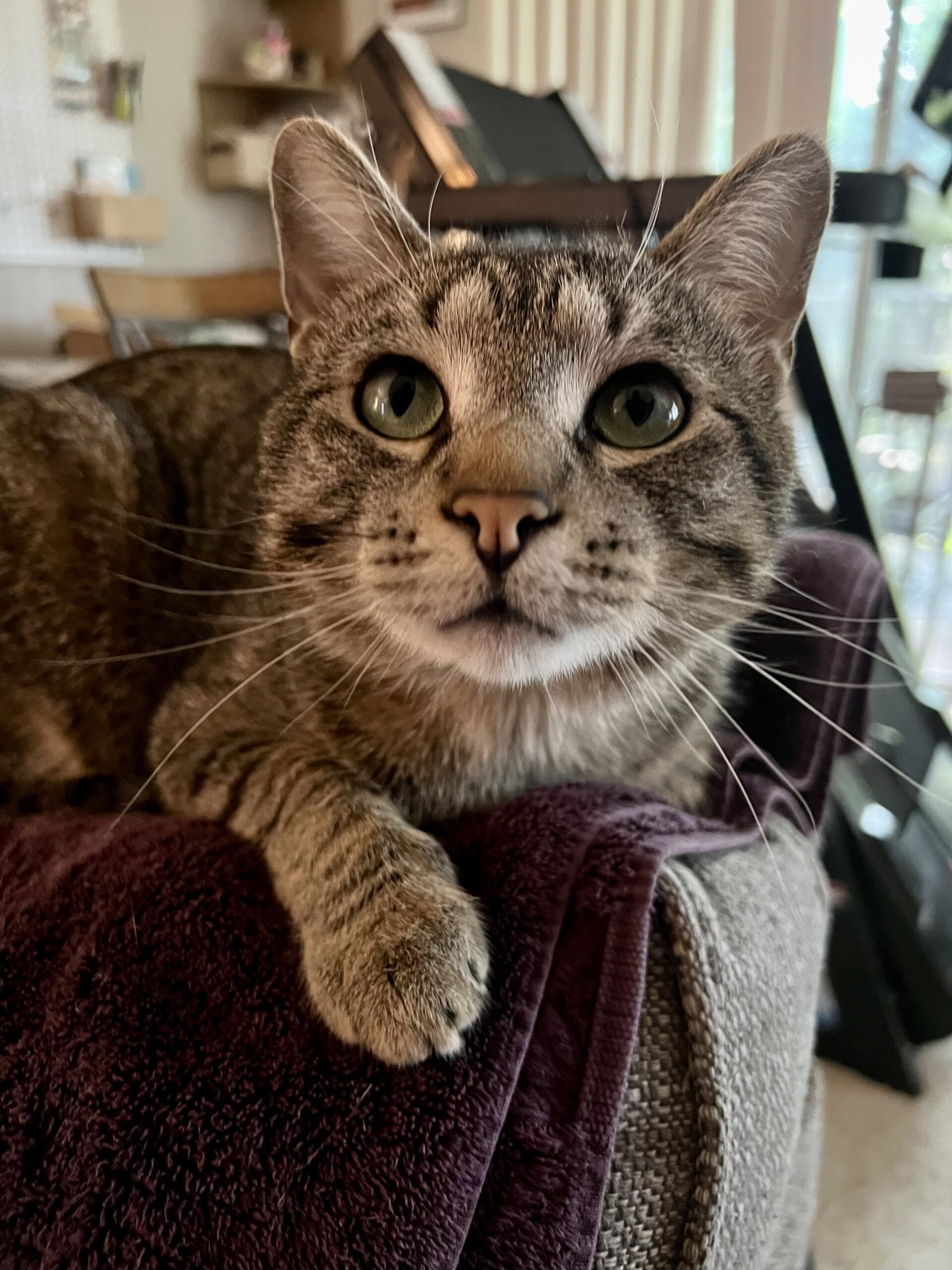 a brown tabby cat looking adorably startled