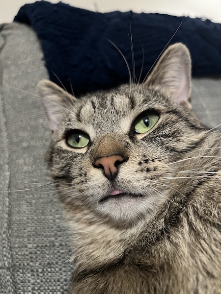 a close up of a brown tabby cat with the tip of its tongue sticking out