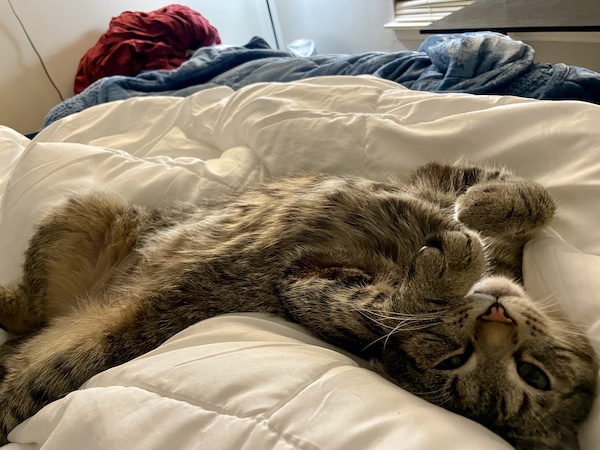 a brown tabby cat laying on its back and showing off its tummy