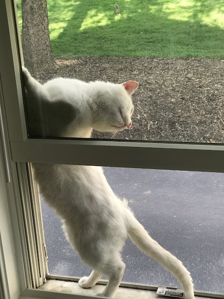 a white cat jammed between a window pane and the window screen