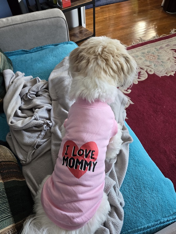 A white Havanese shot from the back, wearing a pink shirt with a red heart. Black letters across the heart read "I Love Mommy"