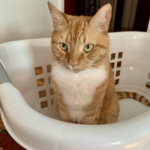 an orange cat sitting in a white laundry basket; photo by Liberty Hardy