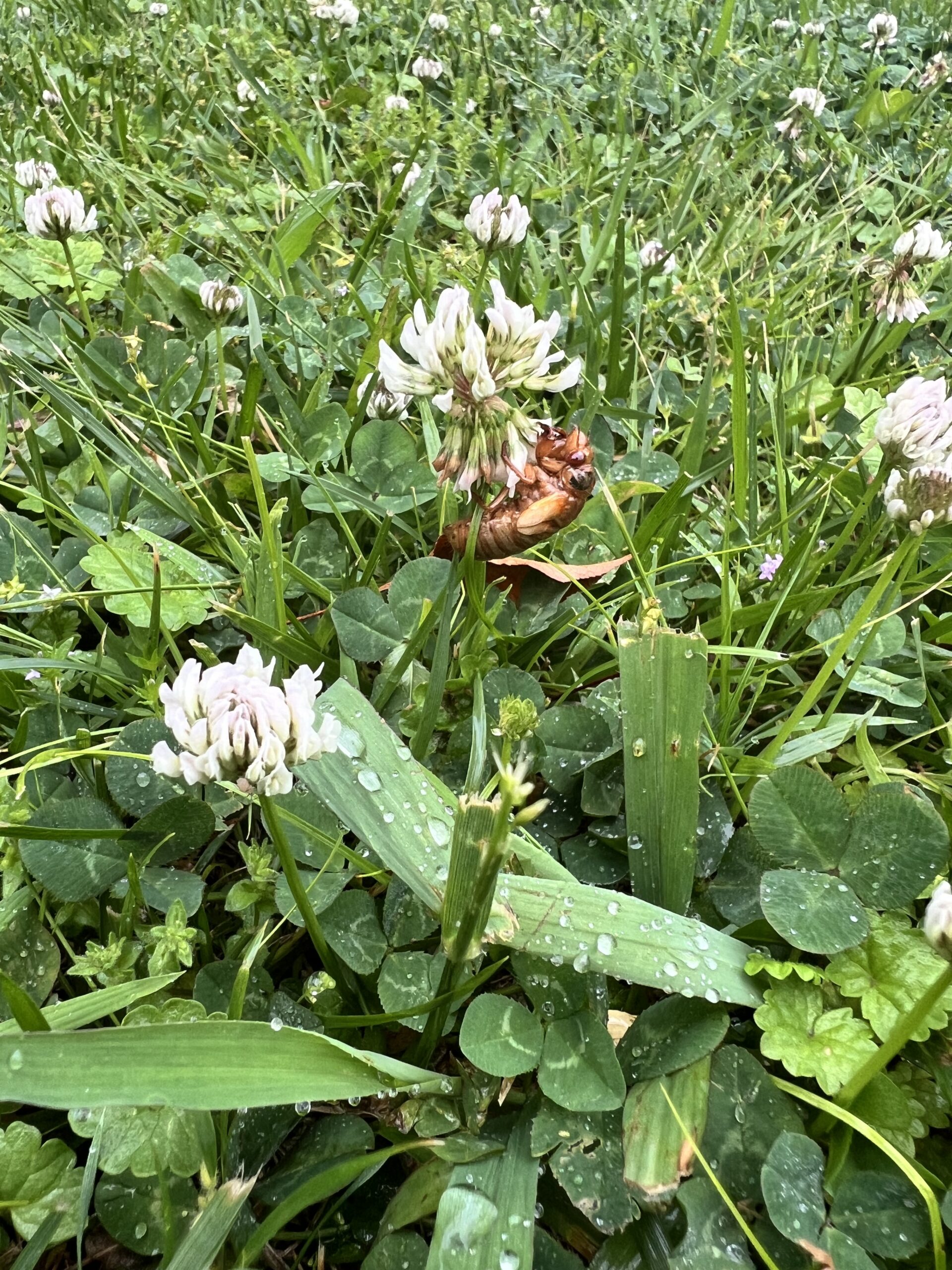 Cicadas, the kids are all right