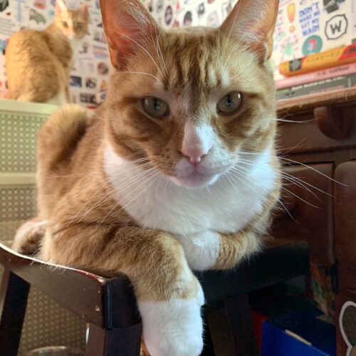 close up of orange cat sitting on a stool; photo by Liberty Hardy 