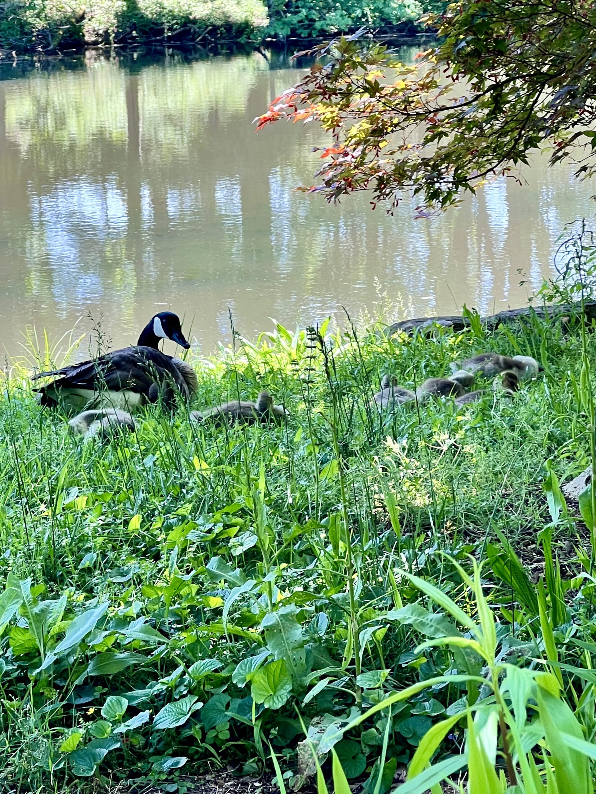 Geese and goslings, the kids are all right