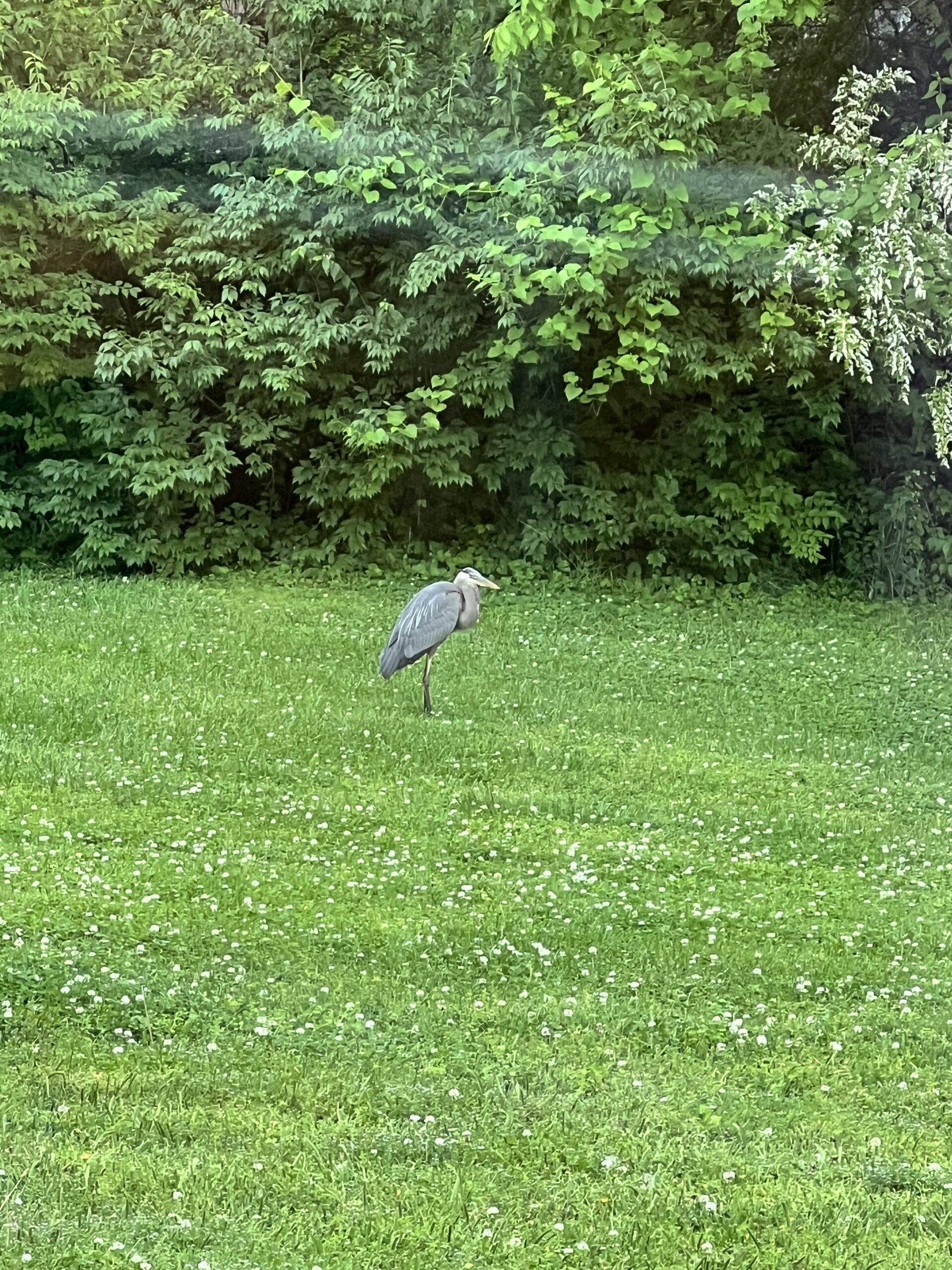 Great blue heron on a lawn