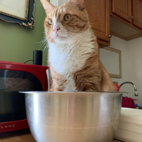 orange cat sitting in a big silver mixing bowl; photo by Liberty Hardy