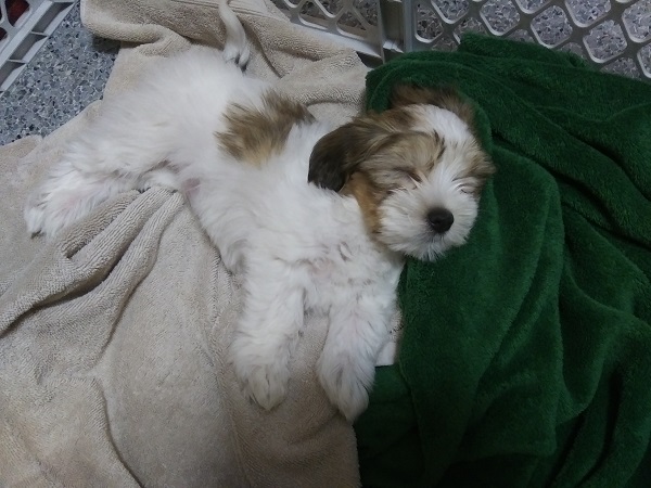 A very small white-and-brown Havanese puppy asleep on a towel and a blanket