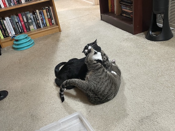 a brown tabby cat and a black and white cat play fighting on the floor