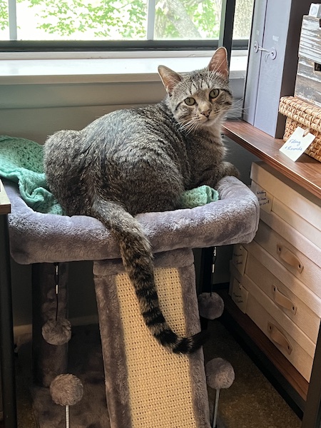 a brown tabby cat sitting on a short cat tree, looking over its shoulder at the camera