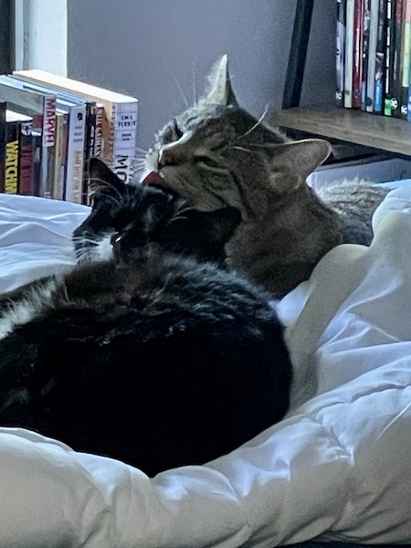 a brown tabby cat licking the top of a black and white cat's head