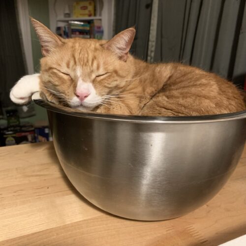 an orange cat asleep in a silver mixing bowl; photo by Liberty Hardy