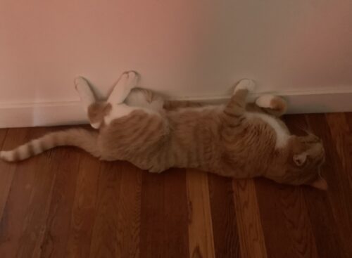 an orange cat lying on a wooden floor against a white wall; photo by Liberty Hardy