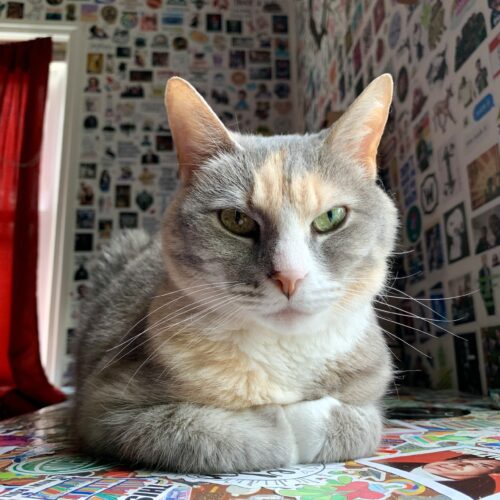 faded calico cat sitting on a desk with her paws folded in front of her; photo by Liberty Hardy