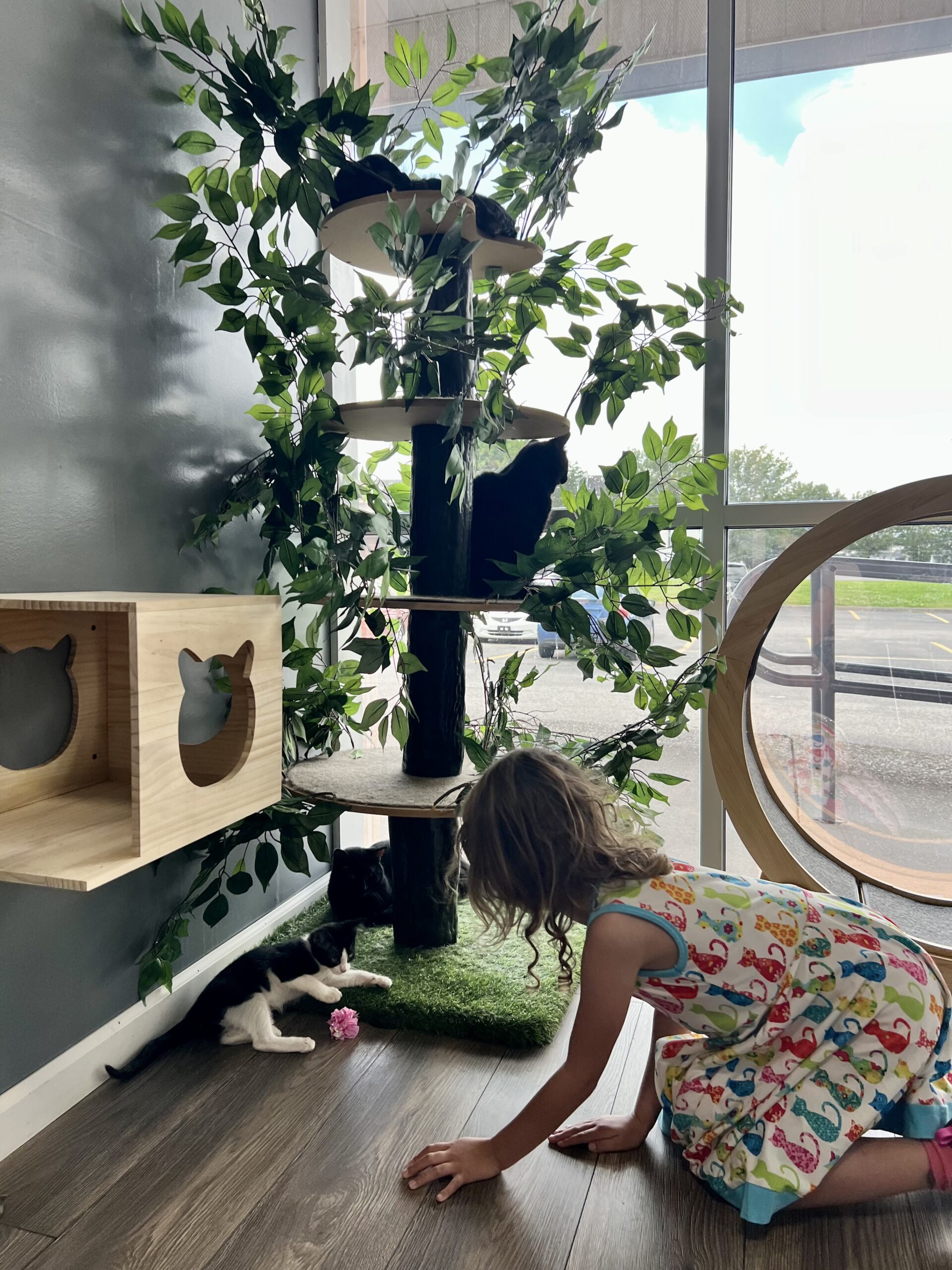 picture of author's daughter playing with cats