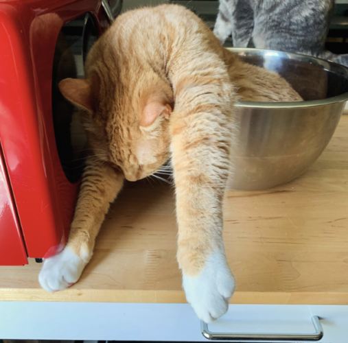 orange cat in a silver mixing bowl with its head and arms hanging over the side; photo by Liberty Hardy