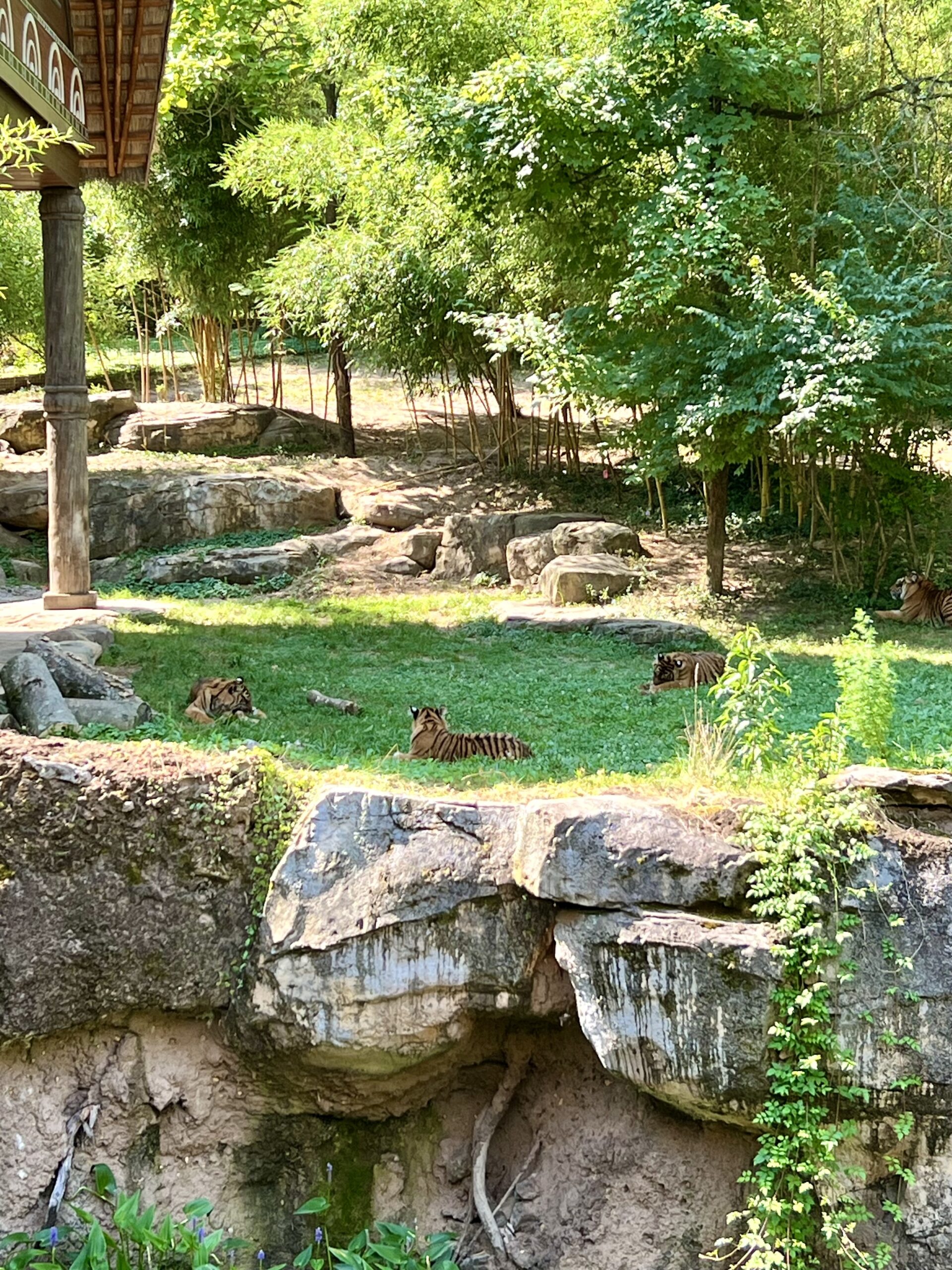 Tigers at the nashville zoo, the kids are all right