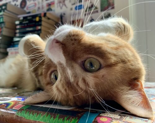 close up of an orange cat's face upside down on a desk; photo by Liberty Hardy