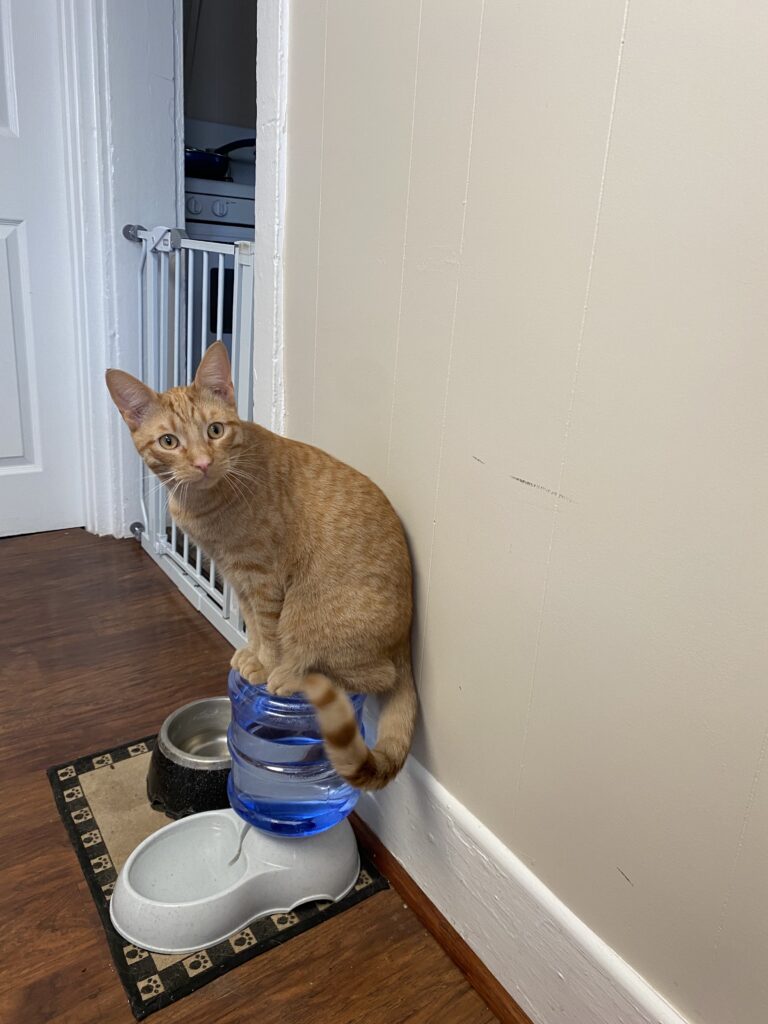 picture of orange cat precariously balanced atop a gravity water dish