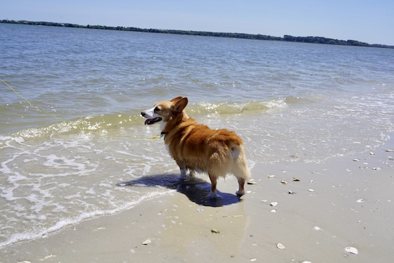 A photo of Dylan the corgi grinning at the beach at the edge of the water