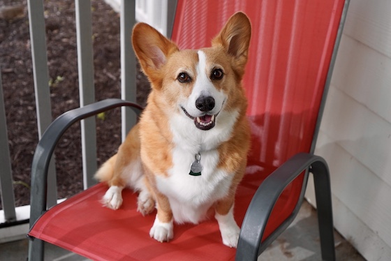 photo of Dylan the corgi sitting on a chair
