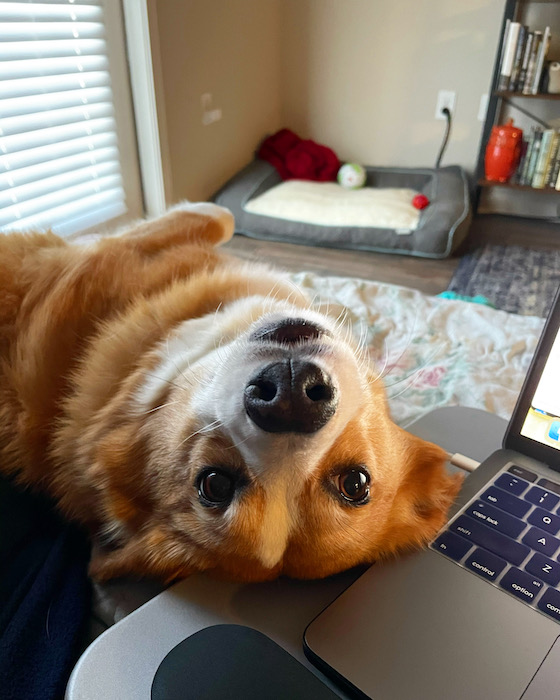 A photo of Dylan, the red and white Pembroke Welsh Corgi, lying with his head upside-down on Kendra's laptop. He is looking at Kendra with great expectations.