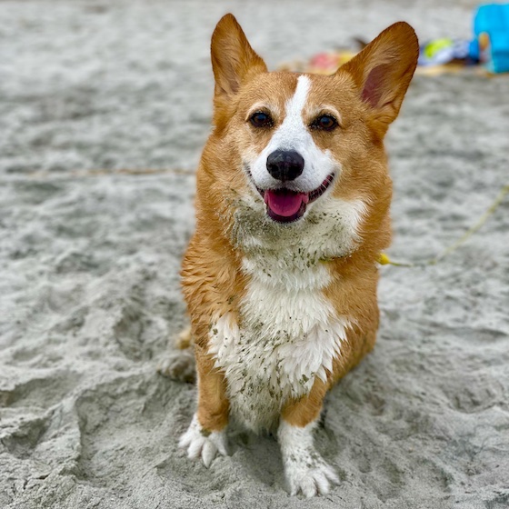 Dylan, a red and white Pembroke Welsh Corgi, stands on the beach. His chest floor is covered in sand. You can tell he's been having a great time rolling in the sand.