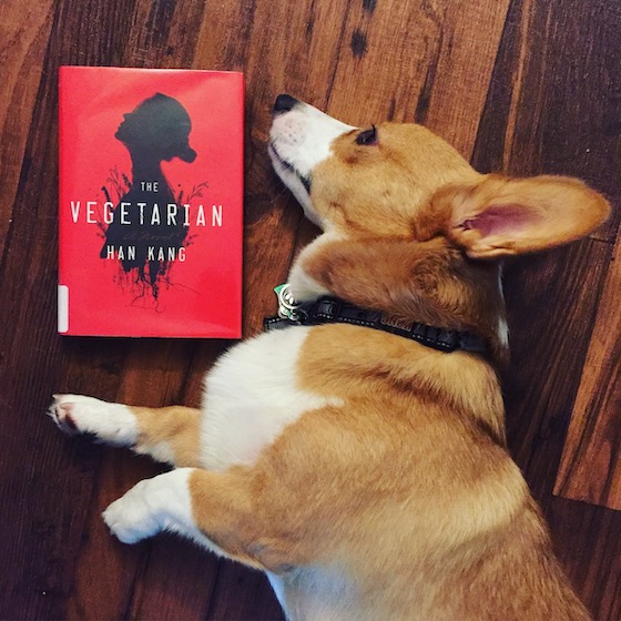 A photo of Dylan, the red and white Pembroke Welsh Corgi, lying on a floor next to a copy of The Vegetarian by Han Kang. Dylan's head imitates the head of the woman whose silhouette on the cover of the book.