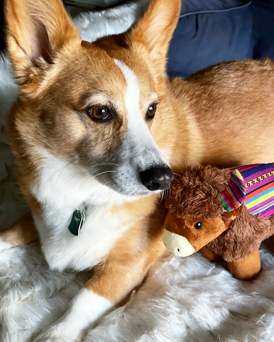 A photo of Dylan, the red and white Pembroke Welsh Corgi, sitting on a white furry blanket next to his new toy yak.