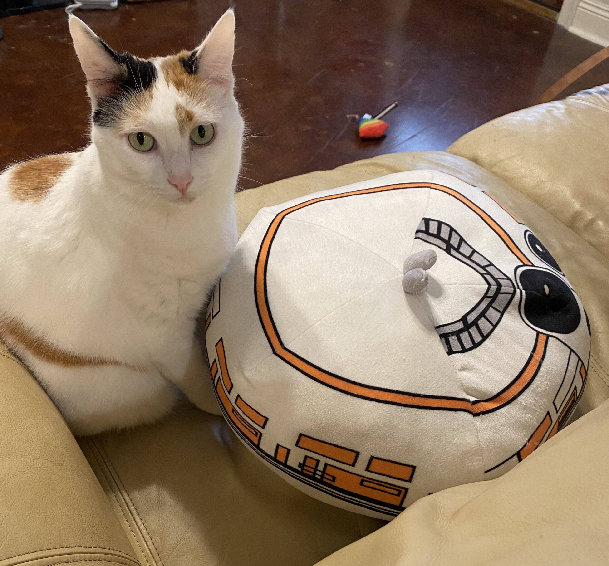 an orange and white cat next to an orange and white pillow