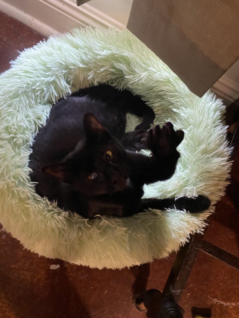 a black cat mid stretch