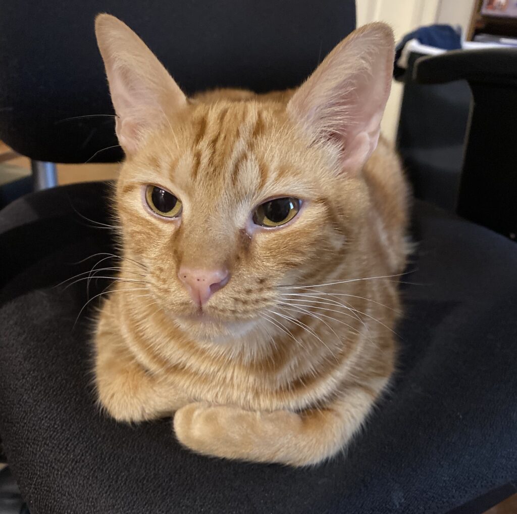 orange cat closeup