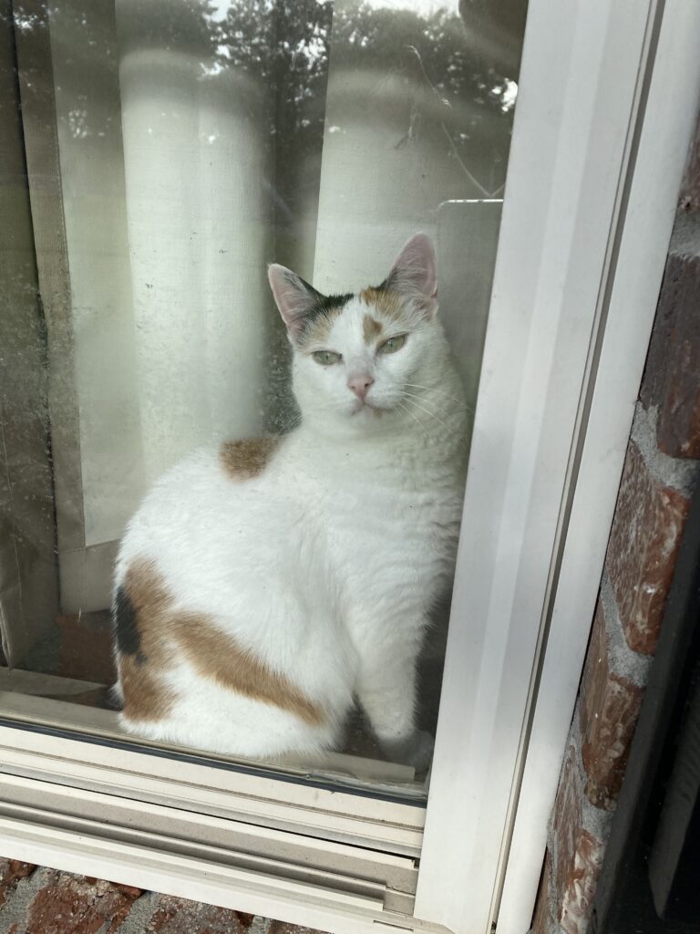 Calico looking outside window