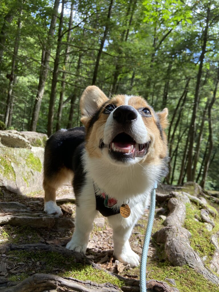 Backside of Corgi dog lying down on floor