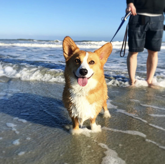 Dylan, a red and white Pembroke Welsh Corgi, standing on the beach and smiling at the camera.