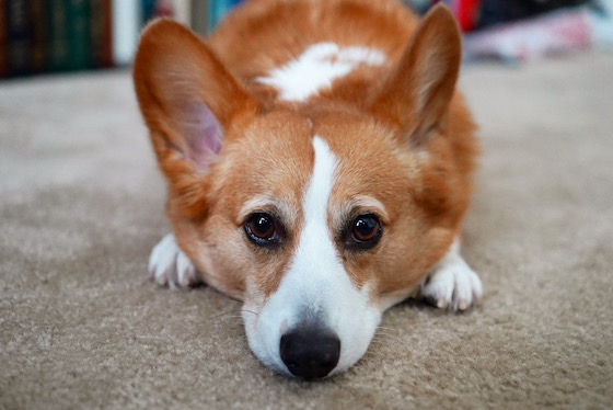 A photo of Dylan, the red and white Pembroke Welsh Corgi, looking right in to the camera. He is crouched on the floor with his head on his paws.